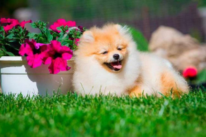 Pomeranski spitz - što je složenost skrbi i sadržaja? Pomeranski spitz - što je složenost skrbi i sadržaja?